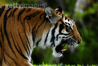 Picture of a Tiger